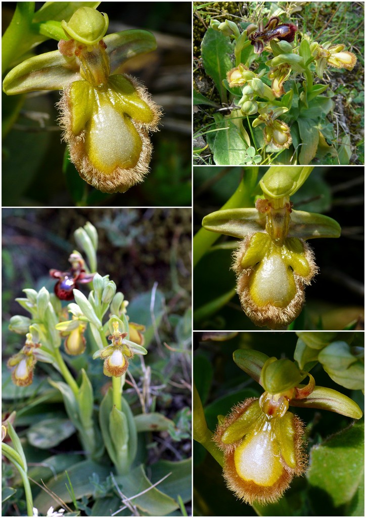 Orchidee in Sardegna, un fine settimana a 78 giri!